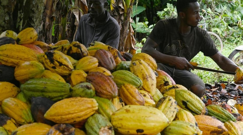 Les négociants de cacao ivoiriens dénoncent la concurrence des multinationales