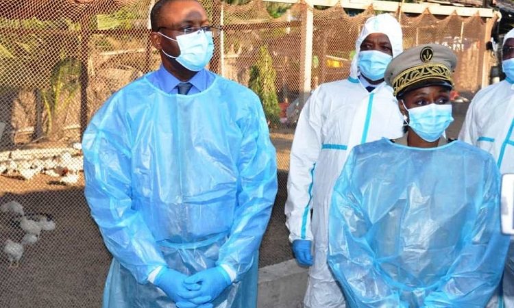 Présence du virus de la grippe aviaire : le gouvernement prend des mesures pour circonscrire l’épidémie
