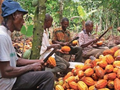 Filière café-cacao-Non-paiement du DRD/La Côte d’Ivoire et le Ghana lancent un ultimatum aux industriels du cacao
