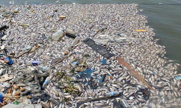 Affaire poissons flottants sur la berge de la lagune Ebrié : voici les explications du CIAPOL